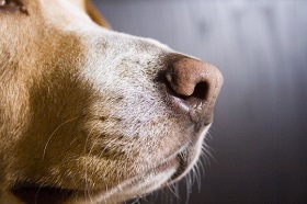 Σκύλος κάνει διαγνώσεις καρκίνου, με τη μύτη