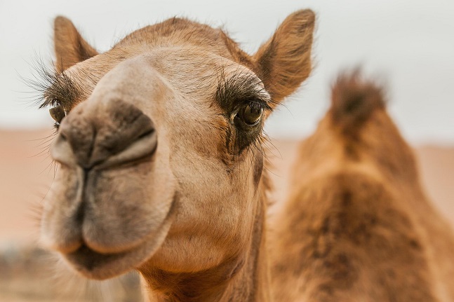 Σαουδική Αραβία: Αποκλείστηκαν δεκάδες καμήλες από καλλιστεία γιατί οι ιδιοκτήτες τους τους έκαναν... μπότοξ