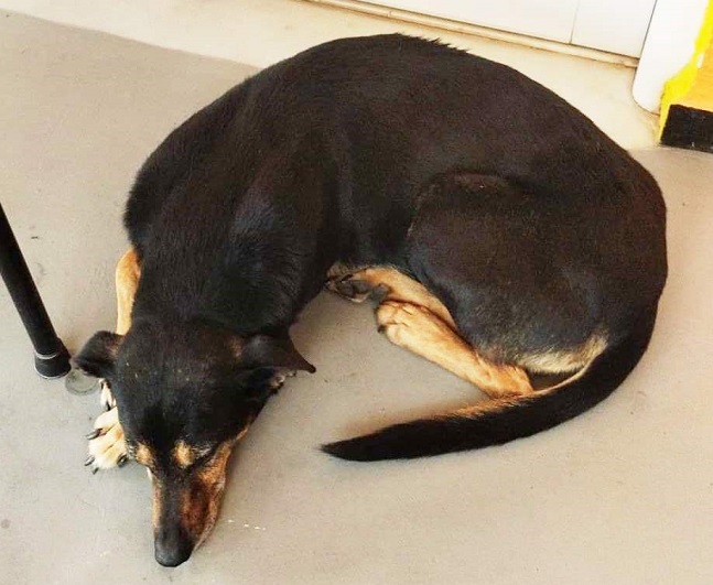 ΚΑΤΑΓΓΕΛΙΑ | Ομάδα εθελοντών «Αngels With Paws Meteora GR»: Αναζητείται ο ταξιτζής που πέταξε σκύλο από το ταξί στη Διάβα
