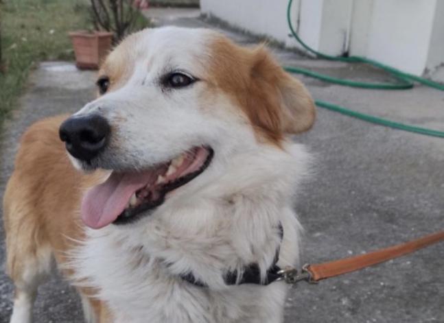 Καλαμπάκα | Χάθηκε ο εικονιζόμενος σκύλος